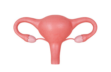 Uterus. Female reproductive system isolated on white background