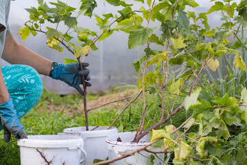 Currant bush seedlings in plastic buckets. A man transplants currant bushes.