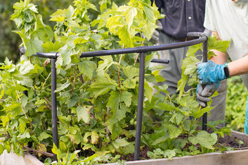 Two people are tying up a currant bush. People are tending the garden.