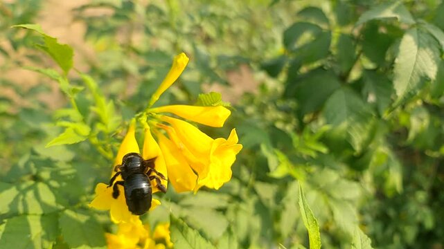 Large black carpenter bee pollinating vibrant yellow flowers in a sunlit field