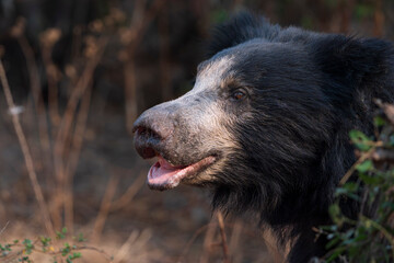 Sloth Bear (Melursus ursinus)
