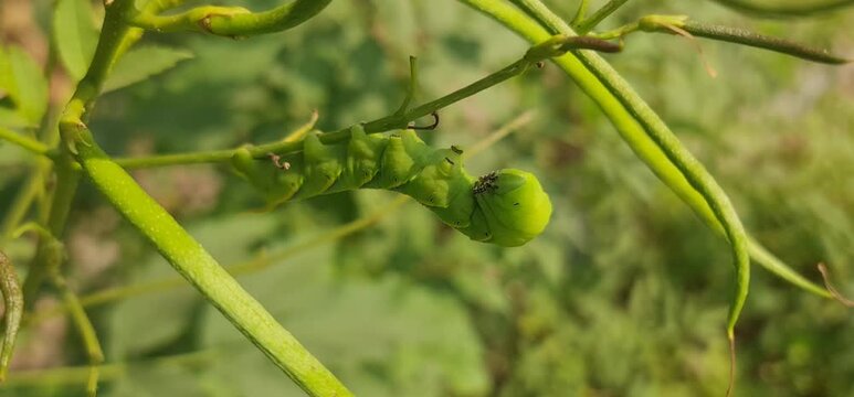 Large Green Hawk Moth Caterpillar with Distinct Eye Spots Foraging on a Lush Green Leaf in a Natural Garden Environment