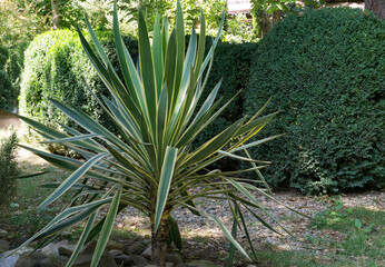 Striking Striped Yucca gloriosa Variegata stands tall in sunny garden, its long green and yellow-striped leaves creating vibrant contrast against lush hedges