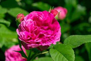 Beautiful pink rose in full bloom, surrounded by lush green leaves and accompanied by two small rose buds, exuding freshness and vitality