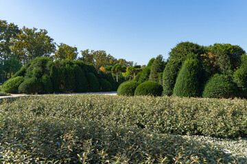 Topiary trimmed Yew Taxus baccata (English yew), surrounded by dense neatly trimmed silverberry, or wolf-willow (Elaeagnus commutata) hedges in landscape city park Krasnodar or 'Galitsky park'