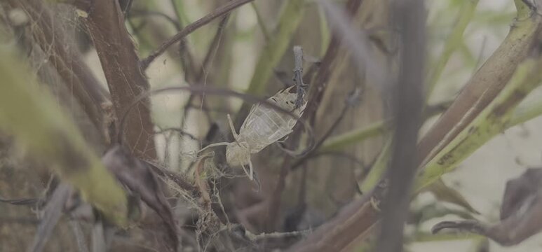 Close-up of a shedded insect skin or exoskeleton clinging to dry branches in the wild.