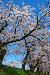 春の四重奏で知られる、舟川べり桜並木。朝日、富山、日本。４月上旬。