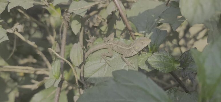 A brown garden lizard perfectly camouflaged among dense green leaves and dry twigs in a sunny outdoor environment