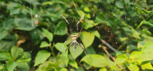 Common Garden Spider Resting on its Intricate Silk Web Against a Blurred Vibrant Green Foliage Background