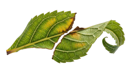 Two damaged green leaves with yellow spots on a white background.