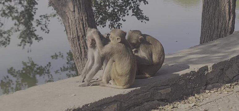 A group of three Rhesus macaque monkeys sitting on a stone ledge by a peaceful pond, with one monkey grooming another in a natural outdoor setting in India.