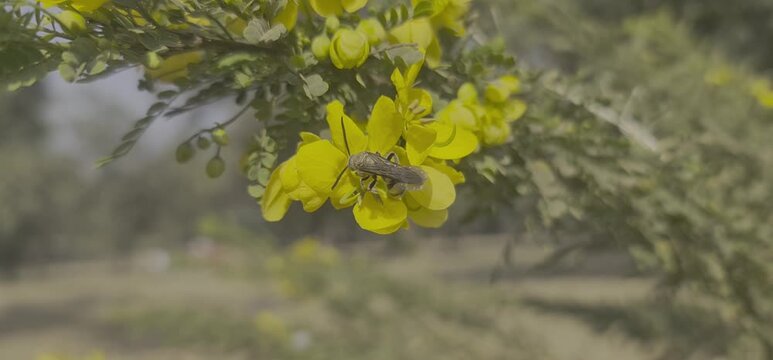 Close-up of a potter wasp perched on bright orange blossoms with a soft bokeh forest background during a clear sunny day