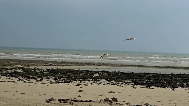 seagulls flying in rocky beach in Kuwait. December 10 2025