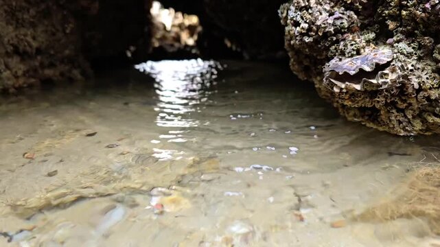 Crystal clear water flowing over sandy seabed between barnacle covered rocks, with a clam shell attached to the rock wall Beautiful sun glitter reflection creates a warm, tranquil scene