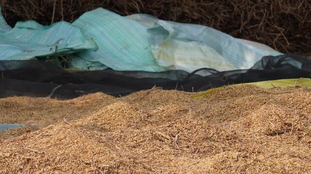 Farmer using a bamboo basket to process of threshing rice