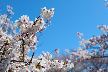 Obraz premium 春の四重奏で知られる、舟川べり桜並木。朝日、富山、日本。４月上旬。