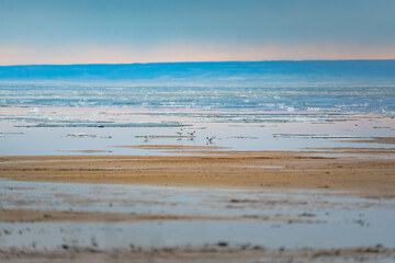 The black-headed river gulls (Chroicocephalus ridibundus), in the evening, on the banks of the Volga River in spring, when the ice has just melted.