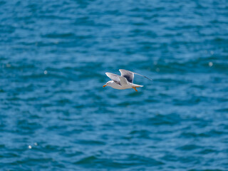 A Yellow-legged gull, of the species 