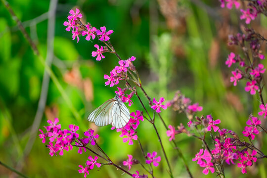 Butterfly on pink flowers in the garden, nature background. A butterfly (Aporia crataegi) collects pollen from a flower named Sticky catchfly or Clammy campion (Viscaria vulgaris)
