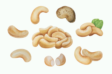 Watercolor cashew nuts. White background. For your design
