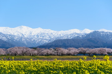 春の四重奏で知られる、舟川べり桜並木。朝日、富山、日本。４月上旬。