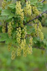 Red currant flowers - Latin name - Ribes rubrum