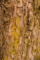 Red buckeye bark detail - Latin name - Aesculus pavia