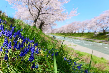 Fototapeta premium 春の四重奏で知られる、舟川べり桜並木。朝日、富山、日本。４月上旬。