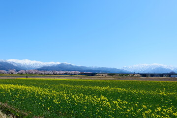 春の四重奏で知られる、舟川べり桜並木。朝日、富山、日本。４月上旬。