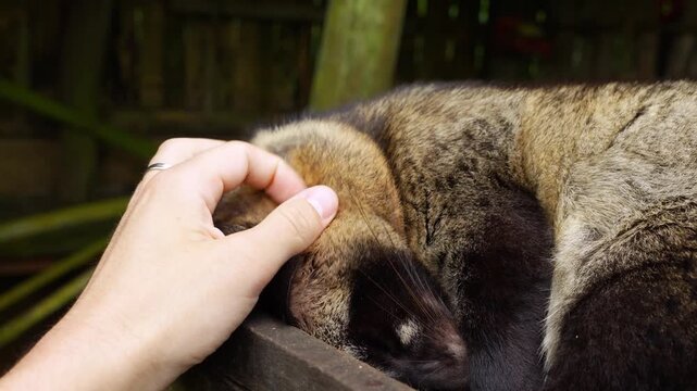 Gentle interaction with asian palm civet in luwak coffee process