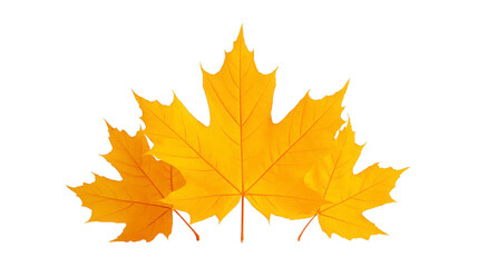 Fototapeta premium Yellow maple leaf autumn foliage isolated on transparent background vibrant color detailed texture seasonal nature fall decoration natural element botanical illustration realistic style