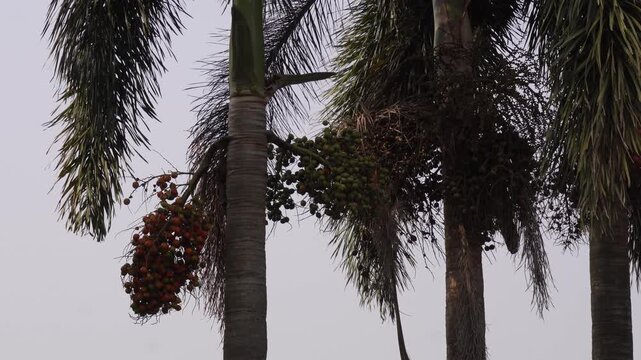 foxtail palm tree or Wodyetia bifurcata with clusters of its fruit