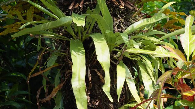bird's-nest fern (Asplenium nidus), which is a type of epiphytic fern. 