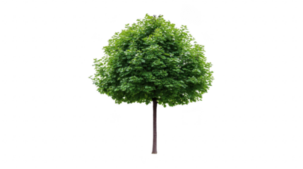 Green tree isolated lush foliage summer nature outdoor single trunk vibrant leafy healthy natural beauty perfect for landscaping or environmental concepts