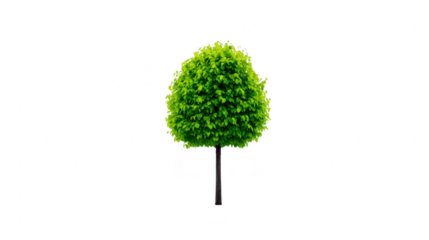 Green tree with dense foliage isolated on transparency background vibrant leaves natural shape healthy growth outdoor environment nature concept peaceful mood