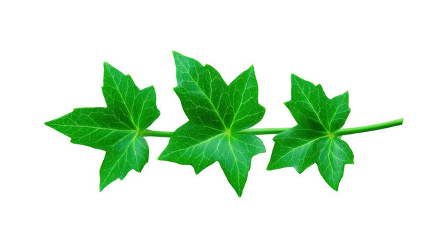 Green ivy leaf with three pointed lobes, isolated on transparency background, showing detailed veins and fresh texture, symbolizing nature, growth, and freshness