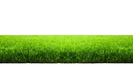 Green grass field, fresh lawn, outdoor nature, spring or summer landscape, vibrant and healthy, isolated on transparent background, perfect for garden or park design