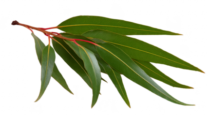 Eucalyptus leaf green foliage isolated on transparency background botanical natural fresh aromatic slender elongated vibrant healthy plant detail calming nature inspired