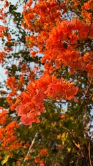 Bright orange bougainvillea flowers glowing in warm sunlight. Soft focus background creates a vibrant tropical atmosphere, ideal for floral, botanical, garden, nature, and seasonal design themes.