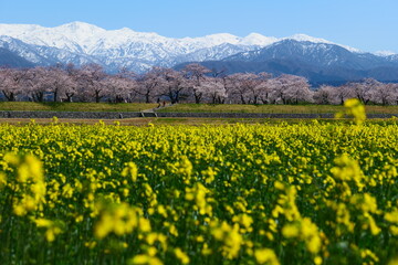 春の四重奏で知られる、舟川べり桜並木。朝日、富山、日本。４月上旬。