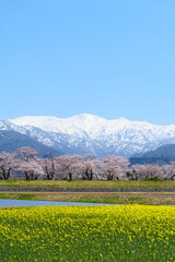 春の四重奏で知られる、舟川べり桜並木。朝日、富山、日本。４月上旬。