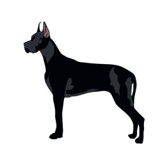 Black Doberman dog isolated cartoon vector.eps