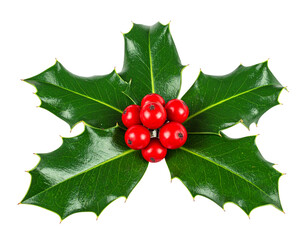 Classic Holly Sprig with Three Green Leaves and Red Berries, Front View, Isolated on Transparent Background