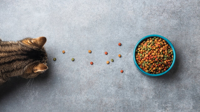 Striped cat sniffing scattered colorful kibble leading to a full blue bowl of dry pet food on gray textured stone background.