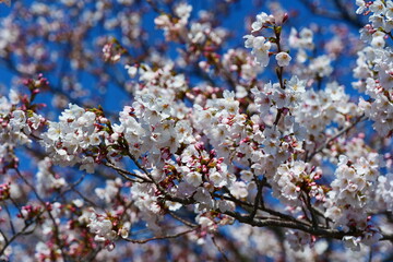 春の四重奏で知られる、舟川べり桜並木。朝日、富山、日本。４月上旬。