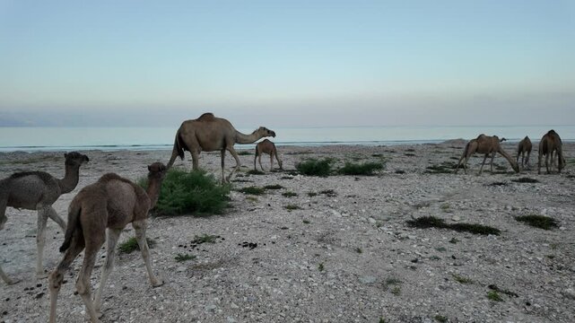 Juvenile camels play on the rocky Mirbat coast while adult camels graze by the calm Arabian Sea waters under clear skies, capturing coastal Dhofar wildlife and travel charm in Oman