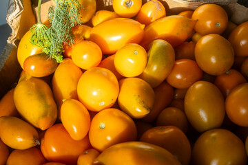 Fresh yellow and orange tomatoes with dill in natural sunlight. Closeup of ripe yellow orange...