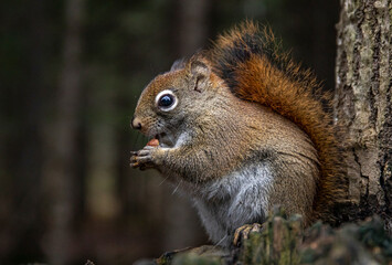 Red Squirrel 