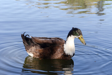 A large motley duck swims in the pond close-up