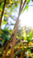 Close Up Of Brown Bamboo Stalks With Green Leaves And Bright Sunlight Shining Through In A Natural Outdoor Setting